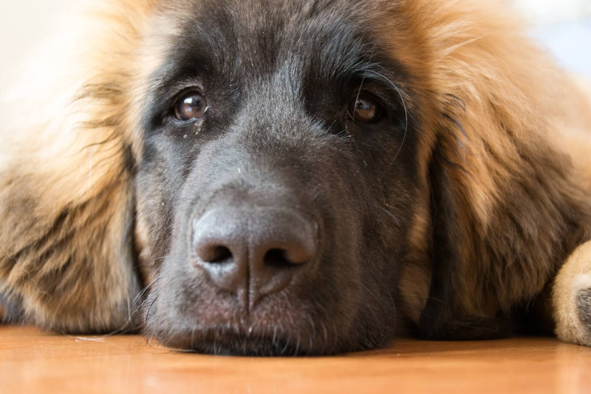 leonberger dog