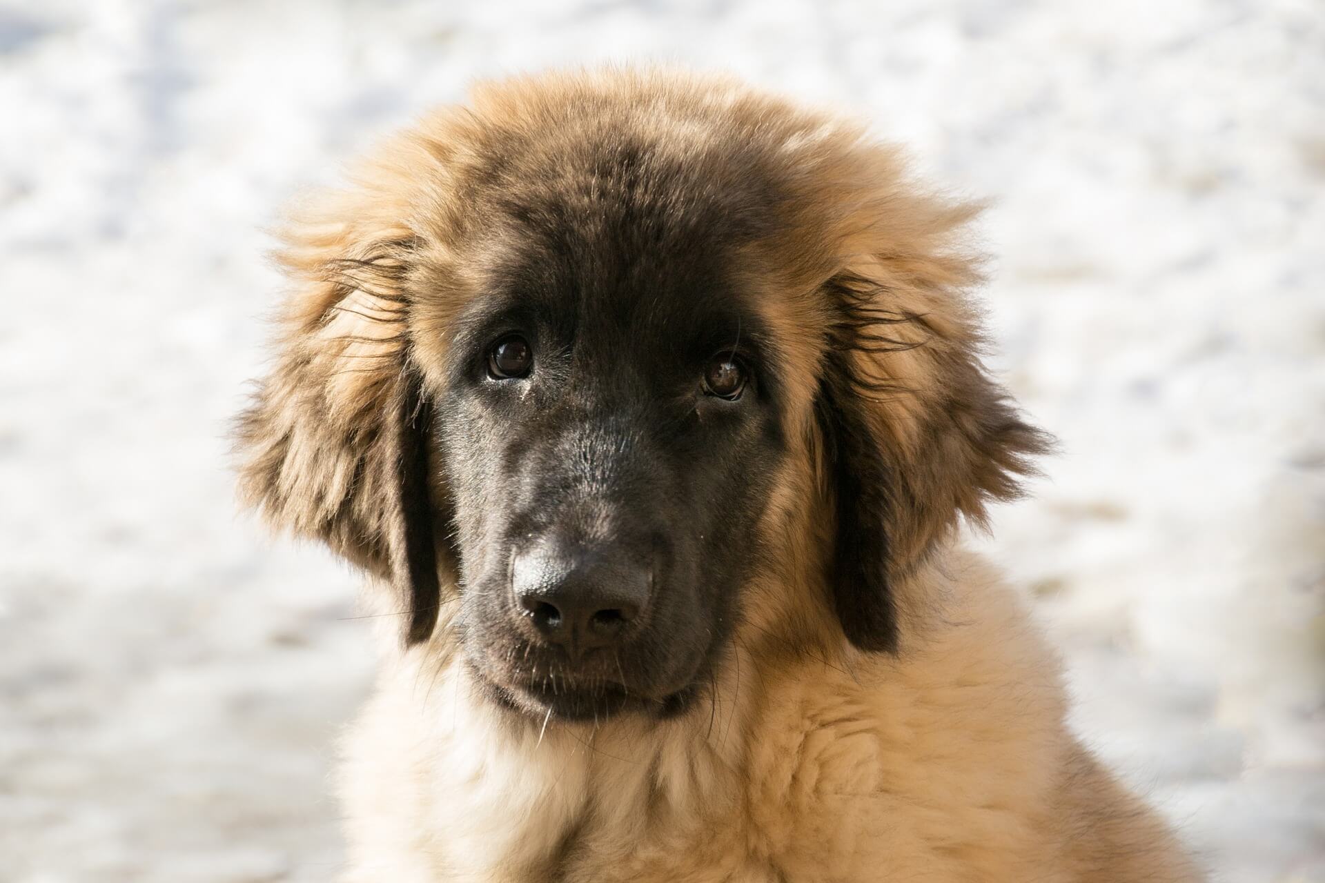 large german dog leonberger