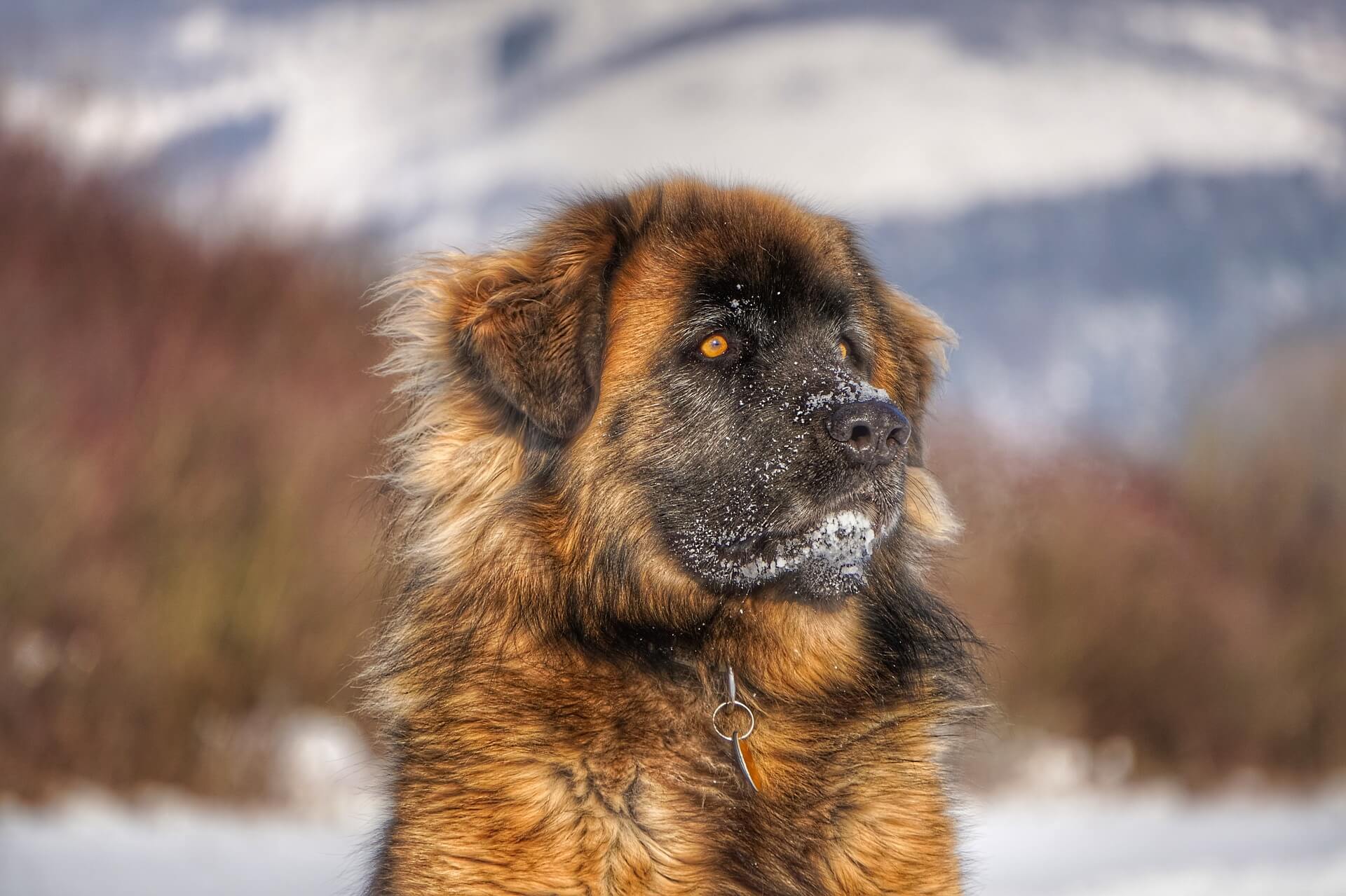 leonberger big dogs