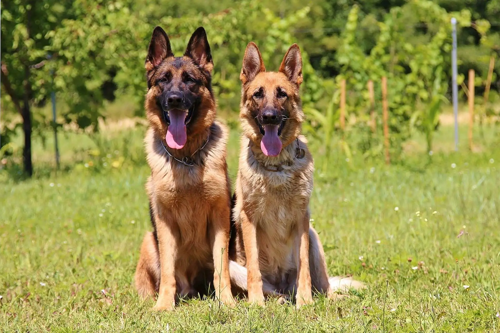 male and female GSD