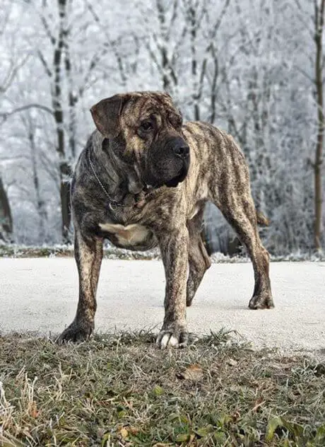 hombre presa canario