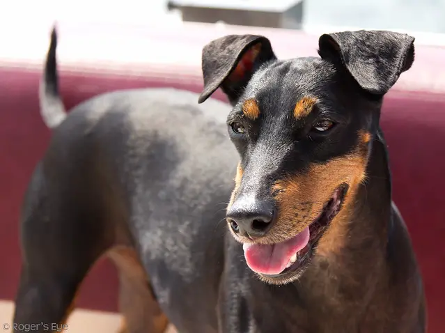 manchester terrier dog