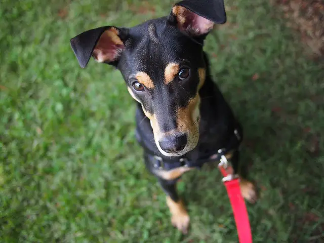 manchester terrier dog breed