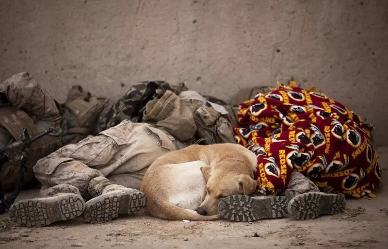 military working dogs 