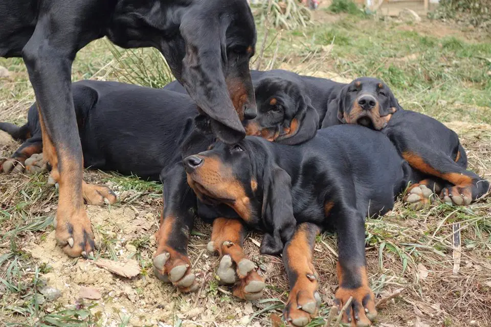 black and tan coonhound