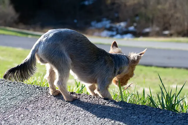 dog eats grass