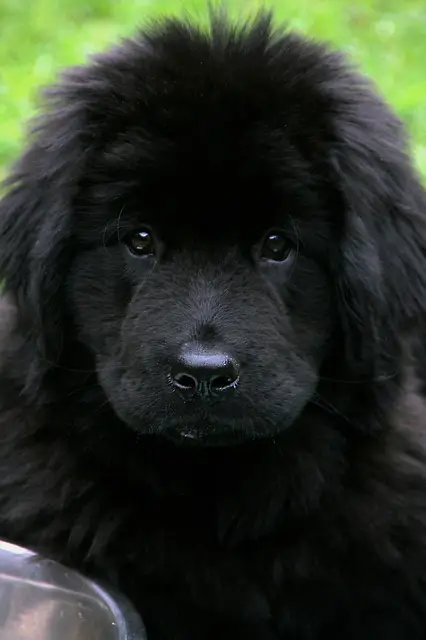 black puppy newfoundland