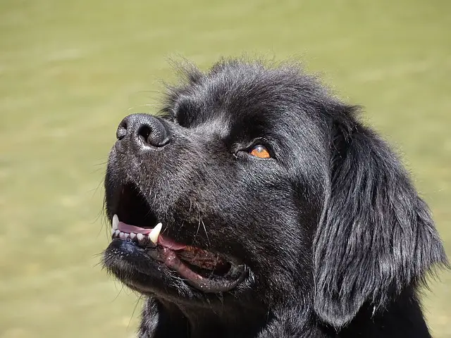 black newfoundland dog
