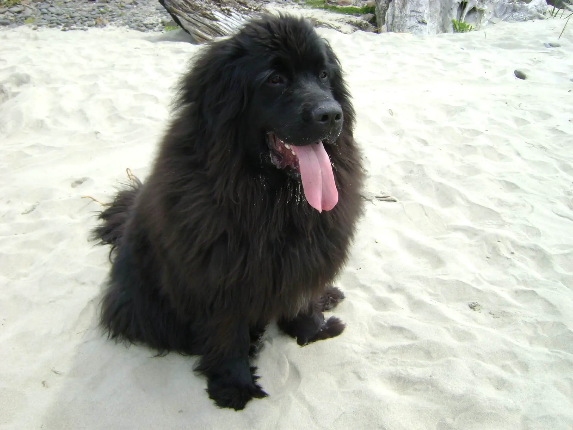 newfoundland dog on the beach