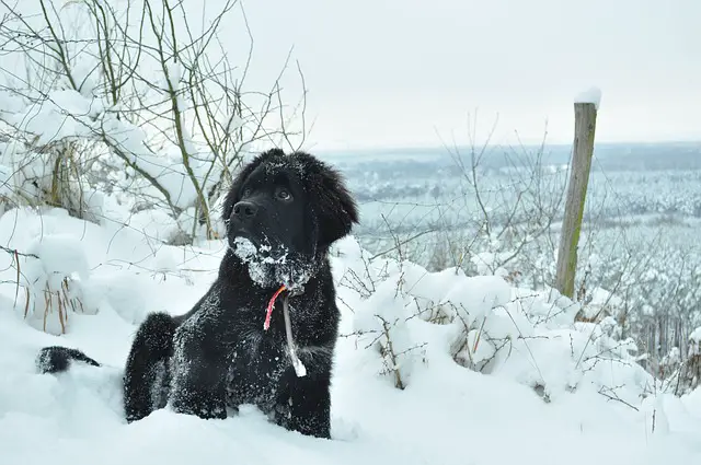 newfoundland puppy for sale