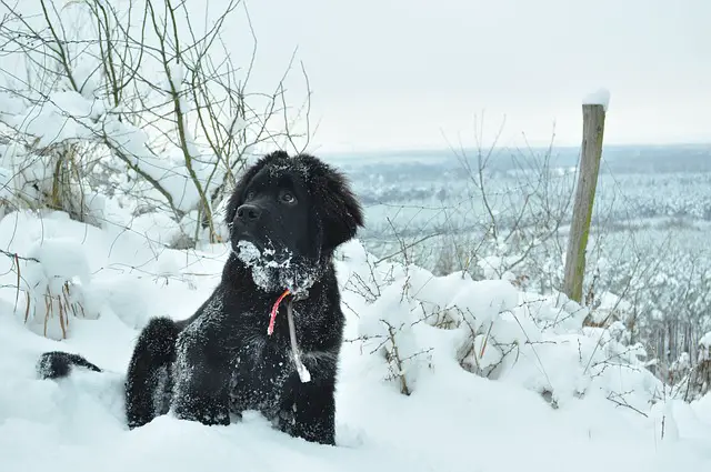 newfoundland dog on the snow