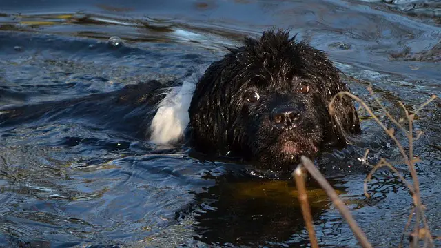 newfoundland pas pliva