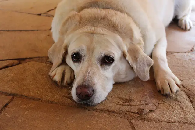 labrador tendido