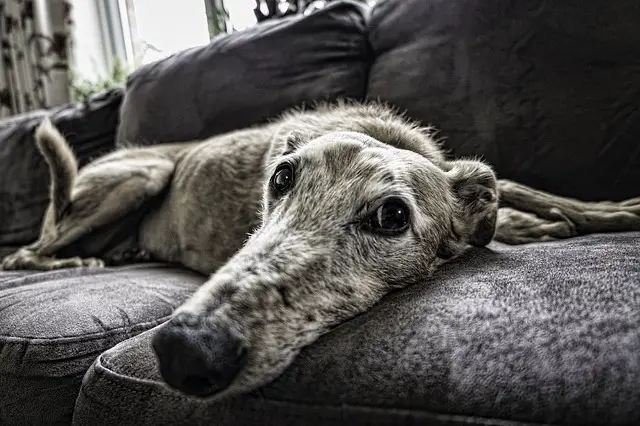 dog laying on bed