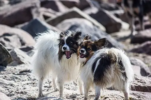 two papillon dogs