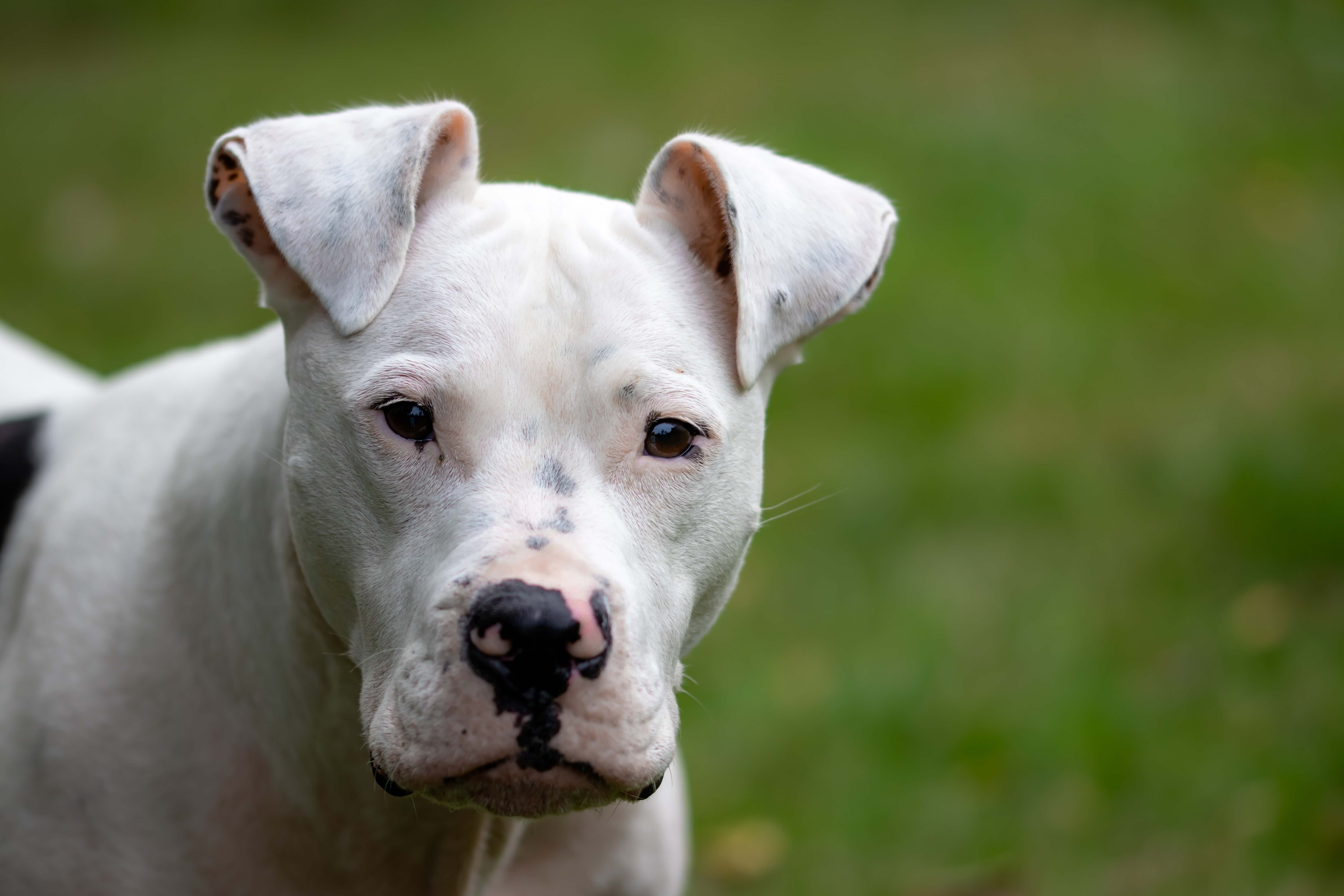 pitt bull terrier