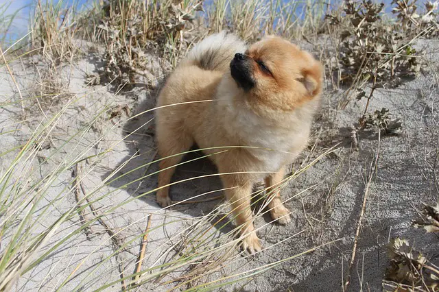 pomeranian dog for sale