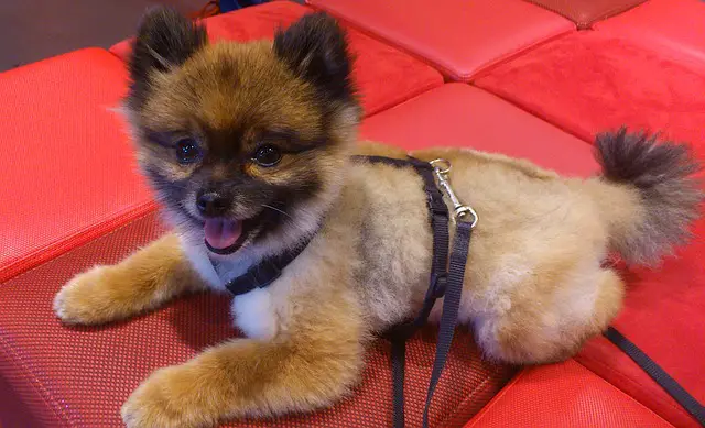 pomeranian dog for sale pom