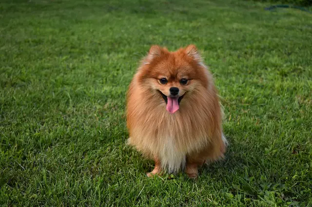 pomeranian sale dog