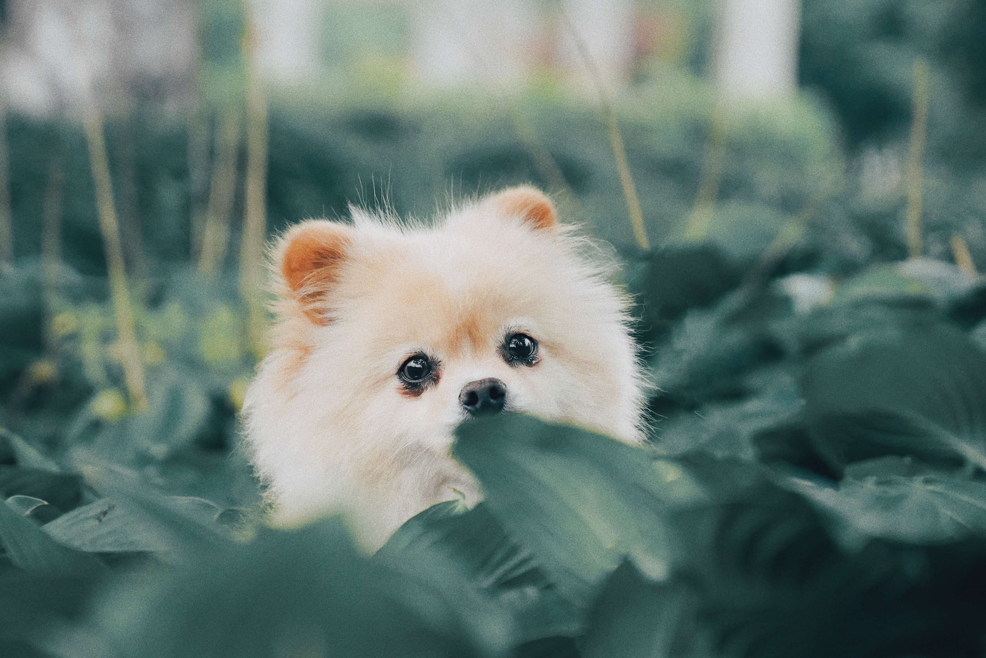 pomerianian dog