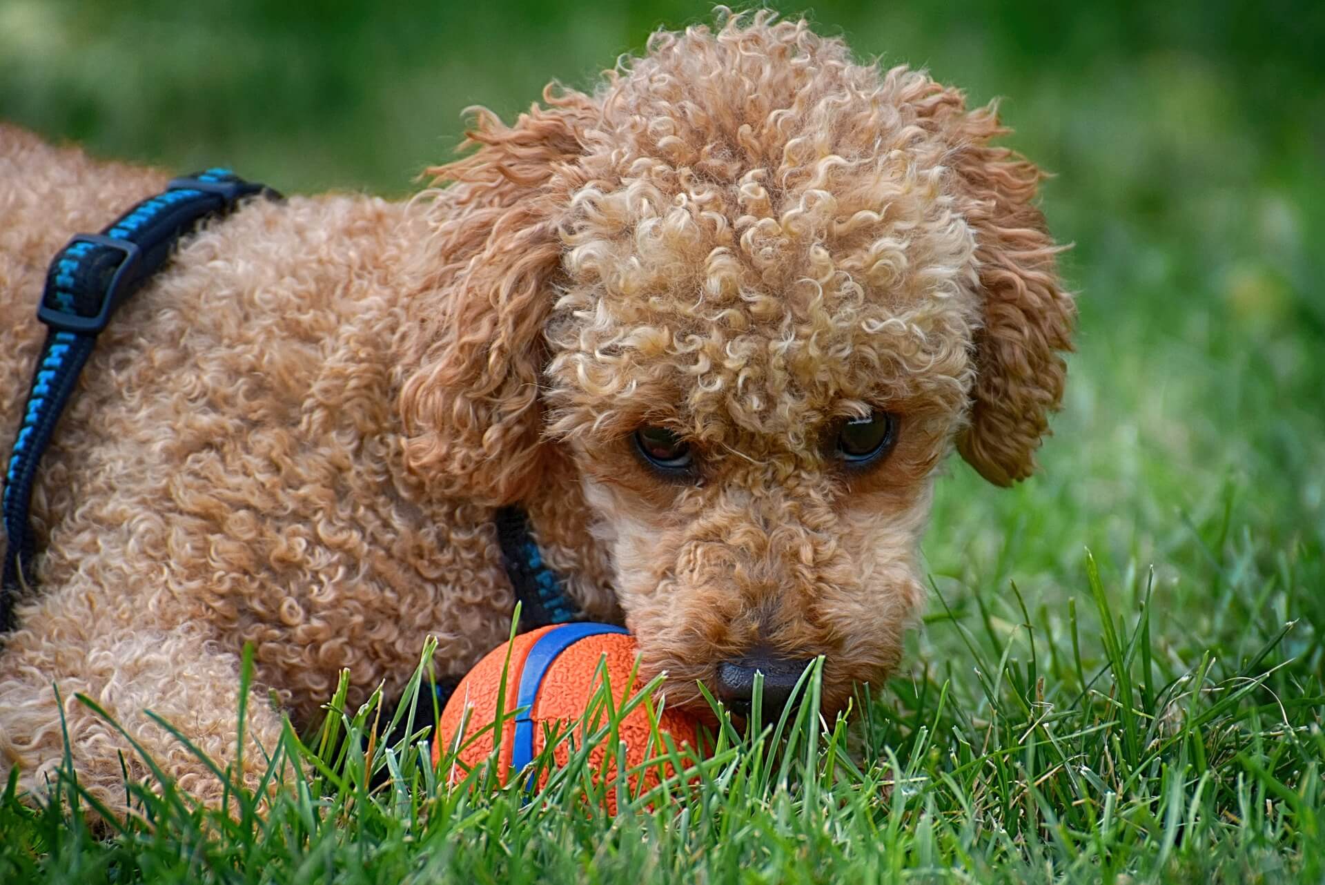 poodle dog with ball