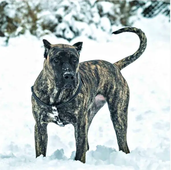 presa canario pas na snijegu