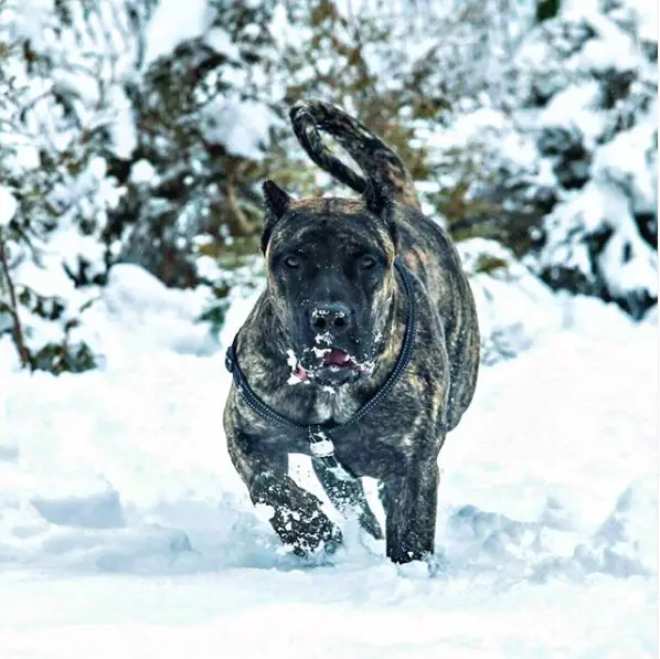 presa canario