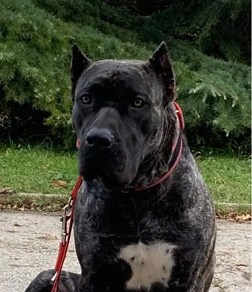 chien presa canario avec oreilles coupées