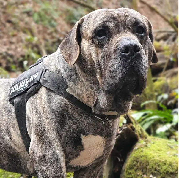 male presa canario dog