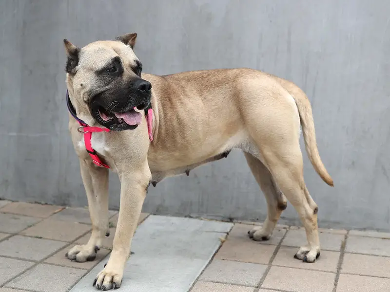 presa canario tan