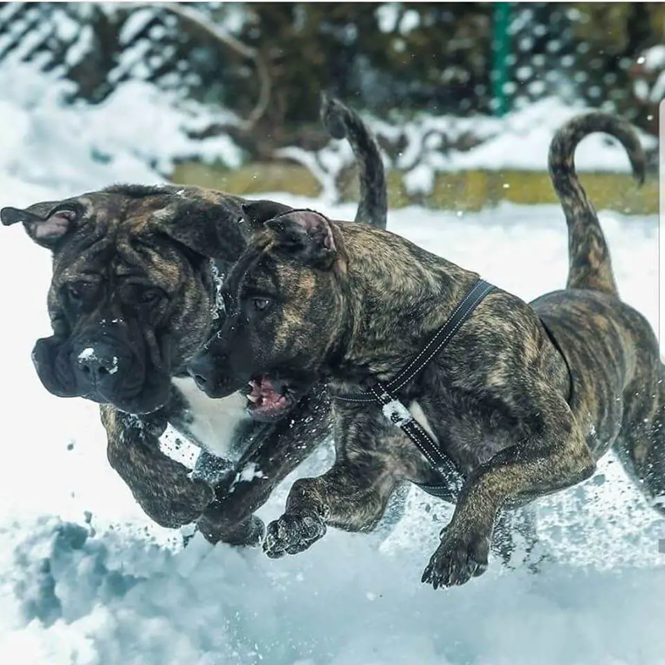 presa dogs on snow