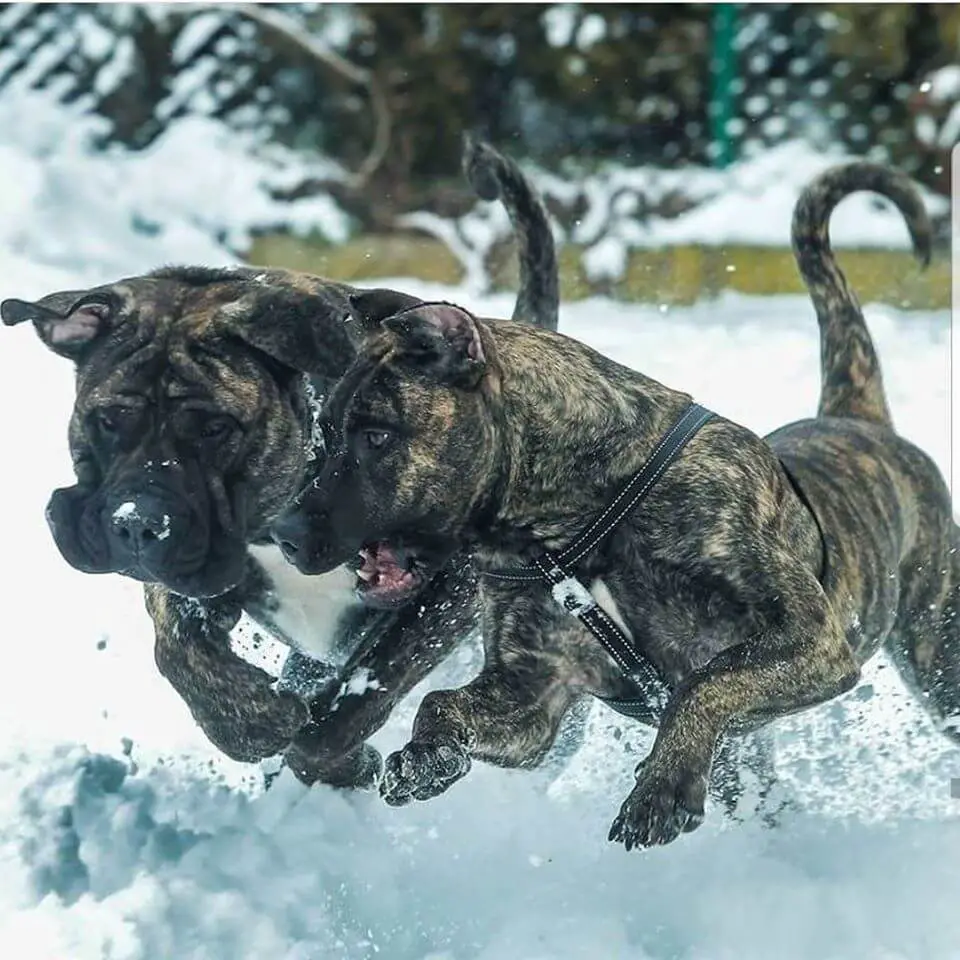 perros presa en la nieve