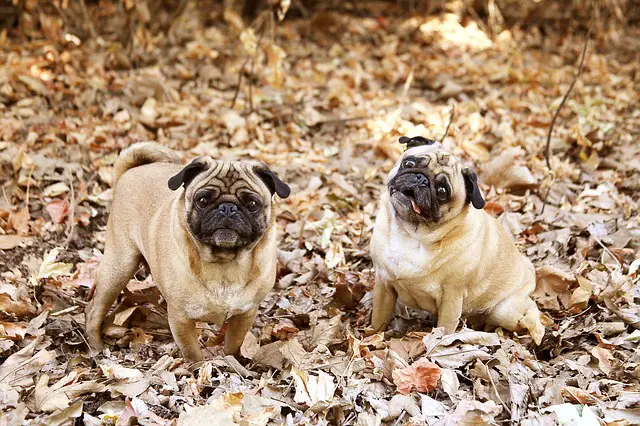 two funny pug dogs