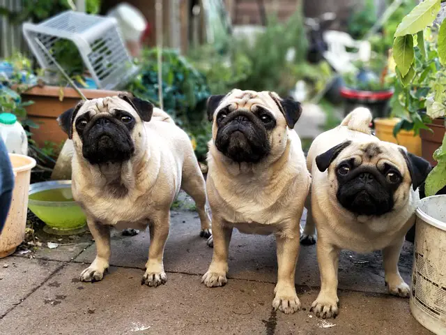 three pugs