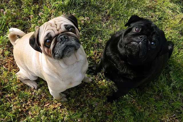 two pug dogs