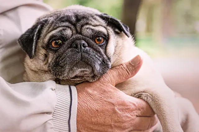 pug in hands