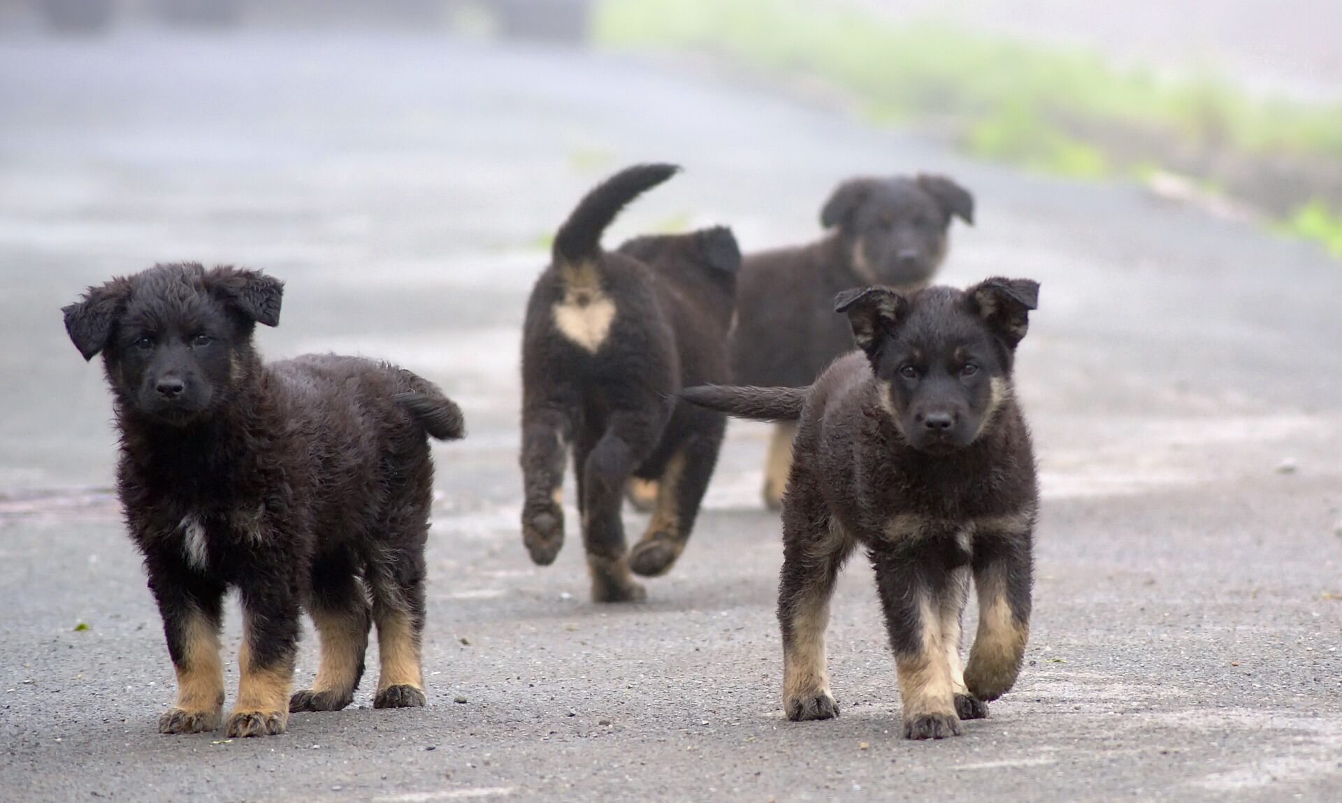 puppies running