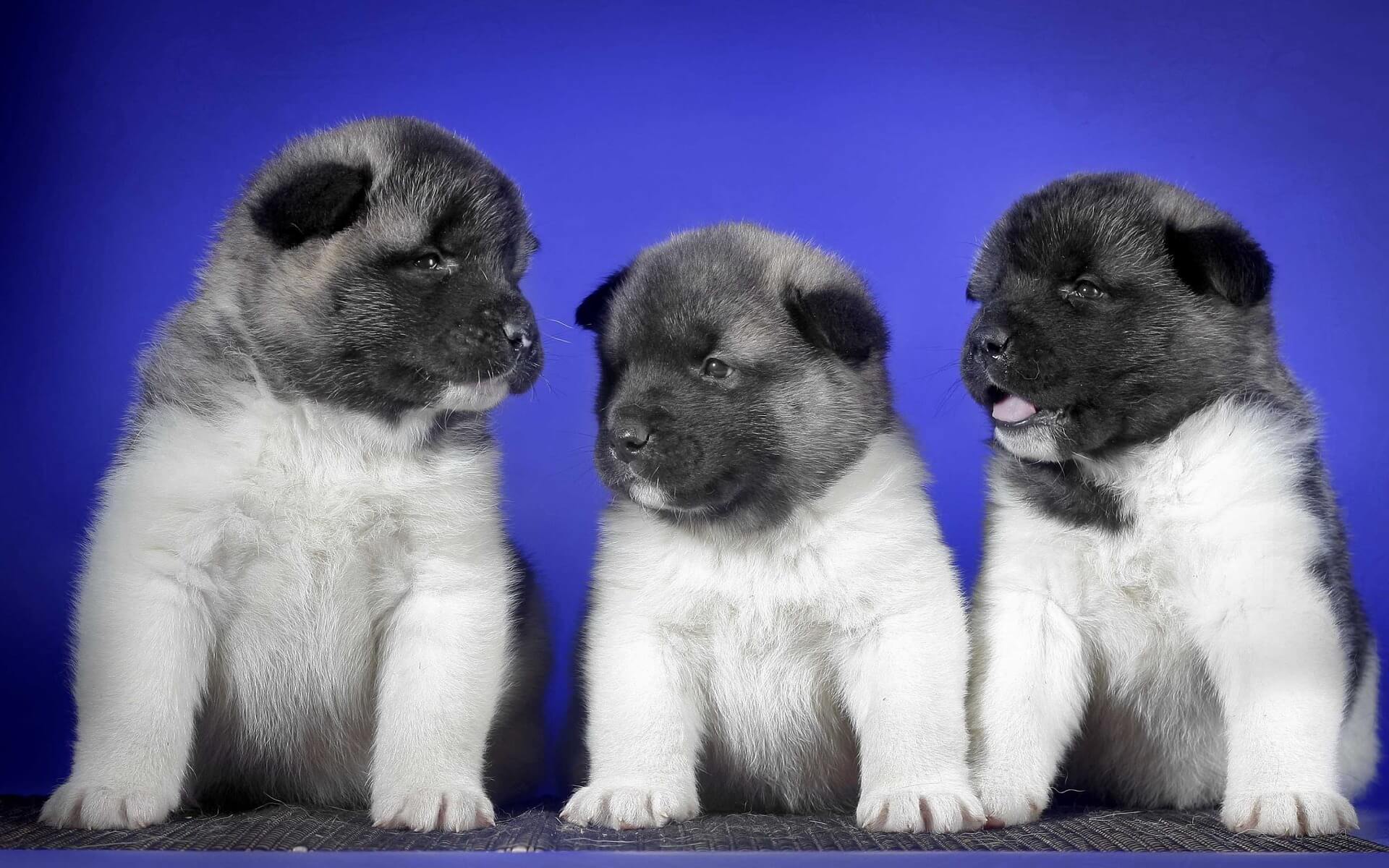 three puppies