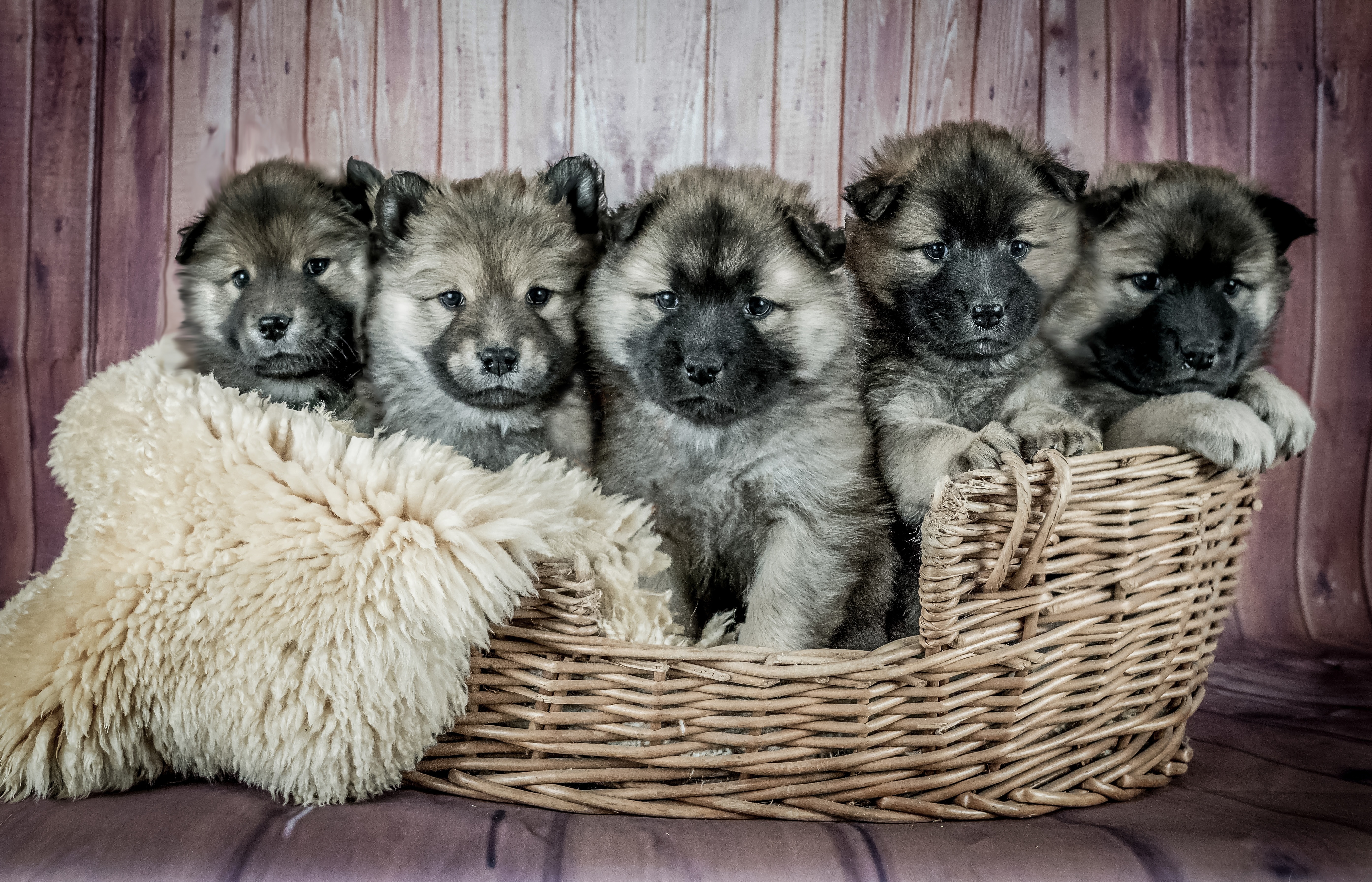 Фото щенков для продажи