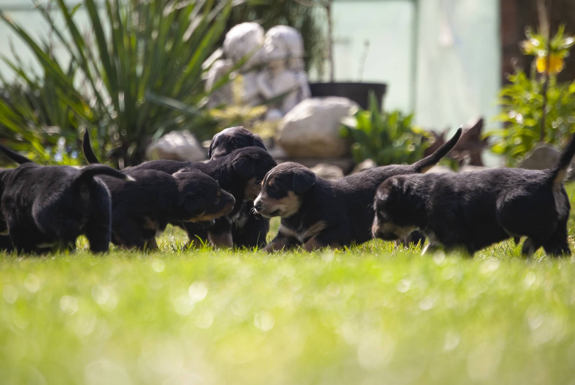 cachorros jugando