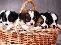 puppies in basket