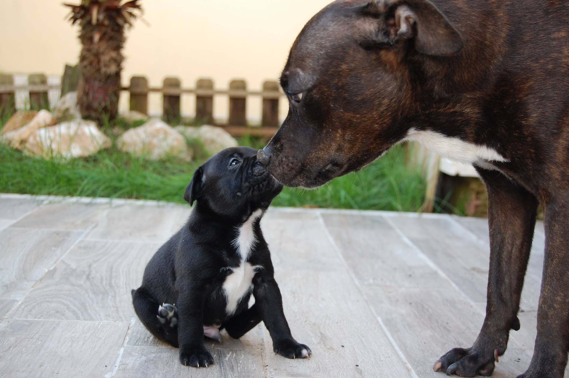 madre e cucciolo