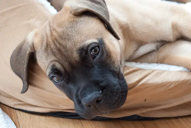 puppy bullmastiff