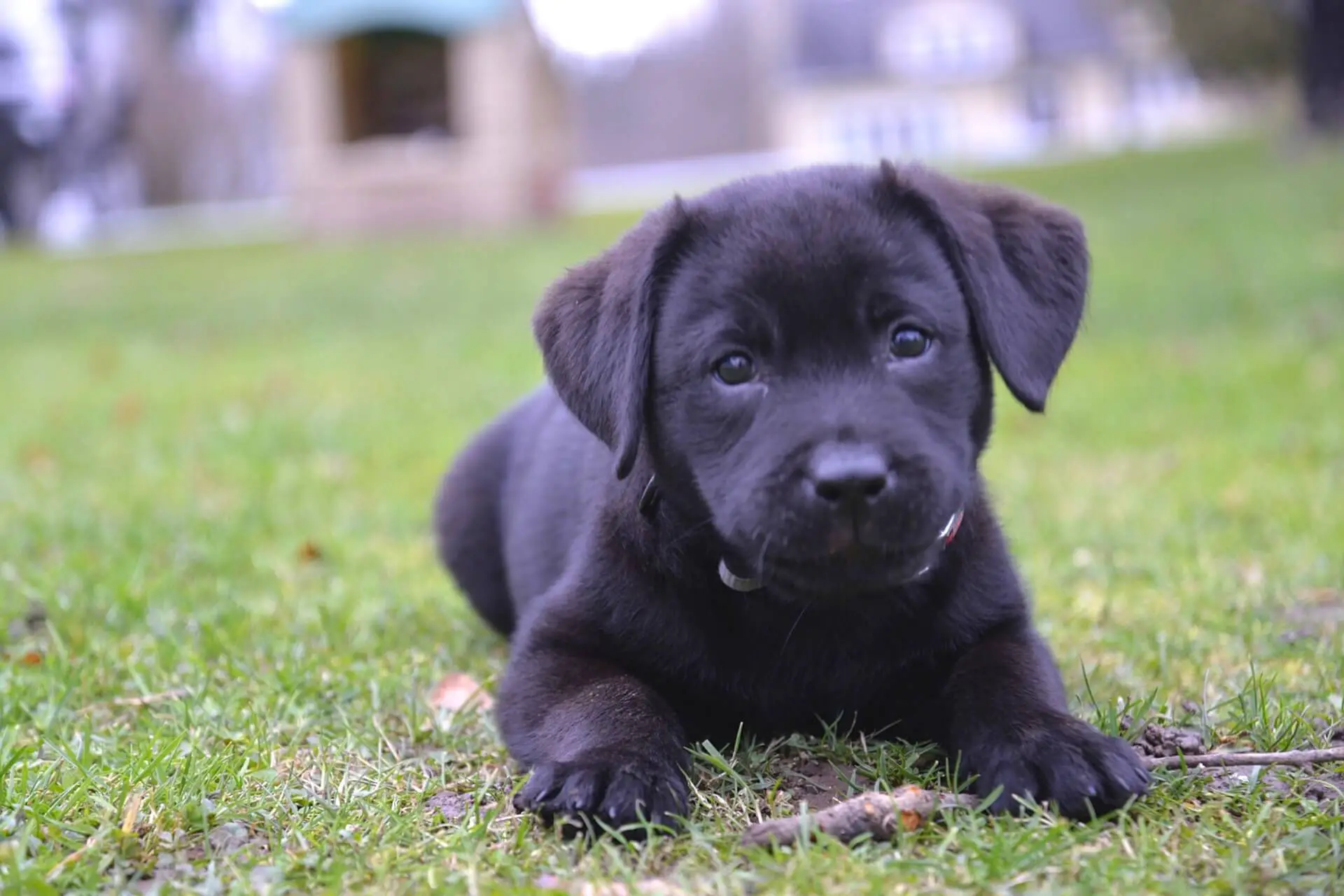 puppy laying on grass