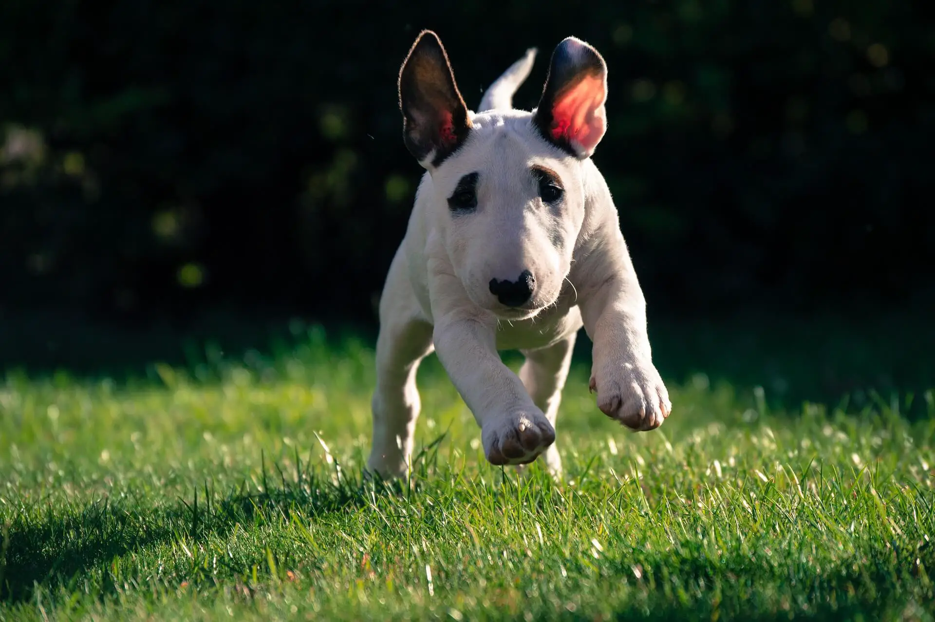 puppy running