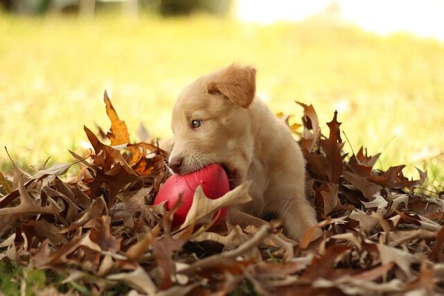 cachorro jugando con un juguete