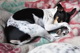 rat_terrier_dog_buy_sale
