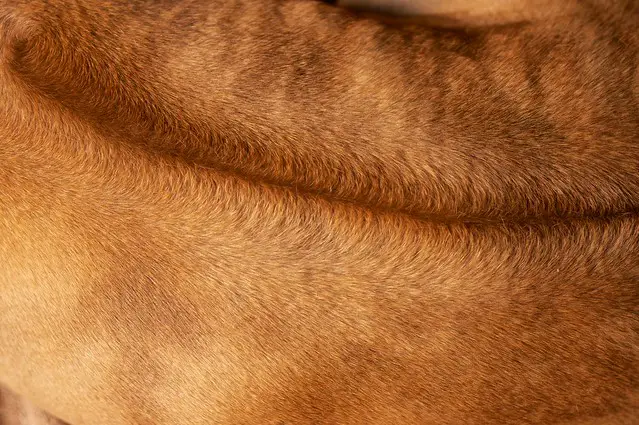 rhodesian ridgeback hair
