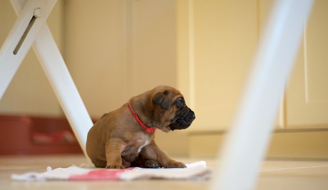 rhodesian ridgeback puppy for sale