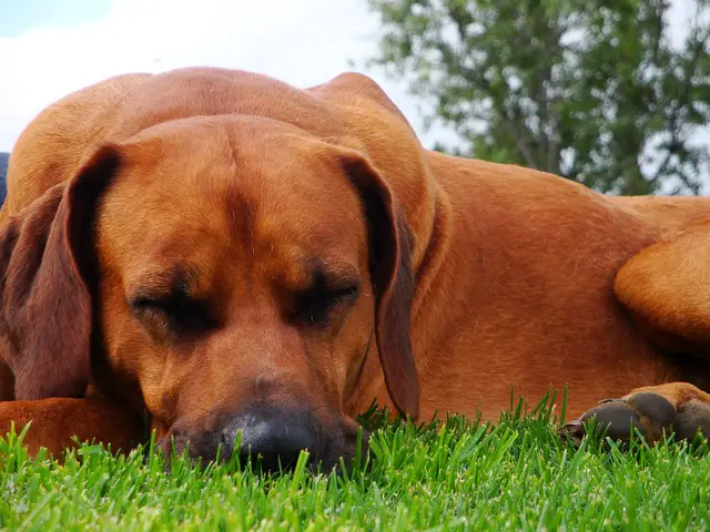 ridgeback for sale 